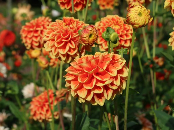 Guide ultime pour dénicher la machine à café idéale pour votre espace de travail