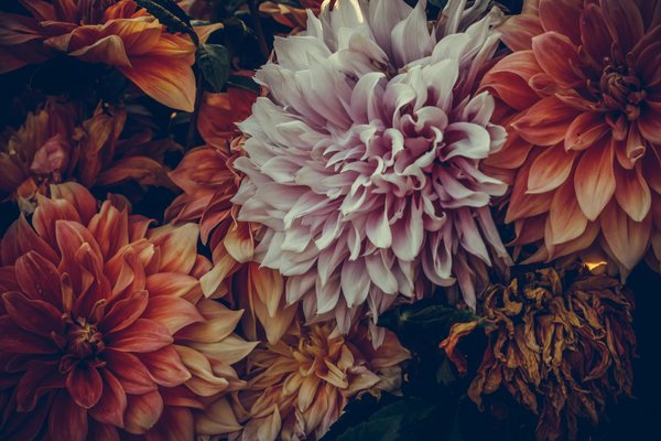 Maison ossature bois : confort, écologie et rapidité